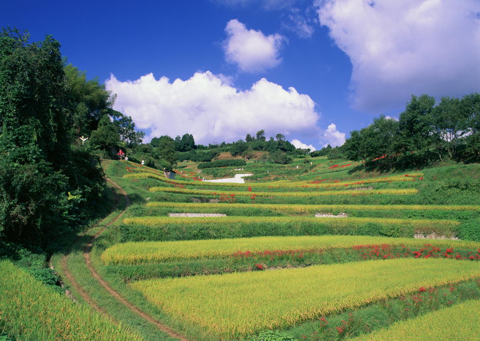 2022年代縣新高鄉(xiāng)等2鄉(xiāng)鎮(zhèn)高標準農(nóng)田建設項目(1標段)